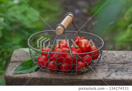 Pepper shaped tomatoes in metal mesh basket. Different tomatoes in baskets near the greenhouse. Pepper shaped tomatoes in metal mesh basket. Different tomatoes in baskets near the greenhouse. 134274531