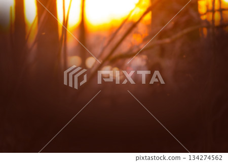 Blurred autumn background with sunburst. Autumnal landscape natural bokeh backdrop. Blurred fall natural background with bokeh. Blurred autumn background with sunburst. Autumnal landscape natural bokeh backdrop. Blurred fall natural background with bokeh. 134274562