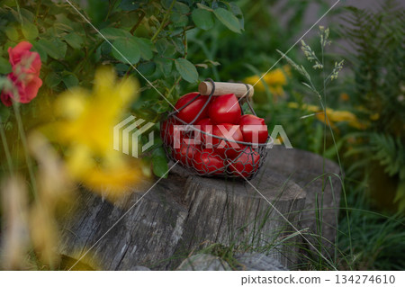 Red tomatoes in metal mesh basket utdoors. Tomatoes pepper variety shape. Wicker metal mesh basket with tomatoes Red tomatoes in metal mesh basket utdoors. Tomatoes pepper variety shape. Wicker metal mesh basket with tomatoes 134274610