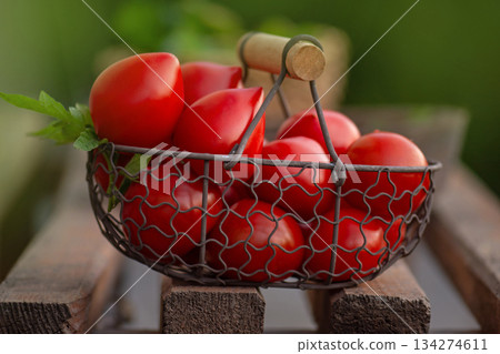 Red tomatoes in metal mesh basket utdoors. Tomatoes pepper variety shape. Wicker metal mesh basket with tomatoes Red tomatoes in metal mesh basket utdoors. Tomatoes pepper variety shape. Wicker metal mesh basket with tomatoes 134274611