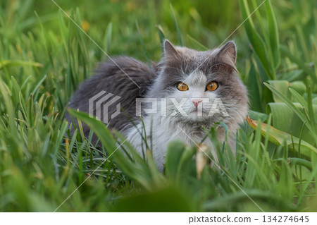 Beautiful gray young cat lying in the courtyard in the green grass. Cat walking in the green grass. Beautiful gray young cat lying in the courtyard in the green grass. Cat walking in the green grass. 134274645