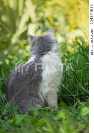 Make cats outdoor environments in the garden safe. Cute cat safe explore the outdoor world. Make cats outdoor environments in the garden safe. Cute cat safe explore the outdoor world. 134274658