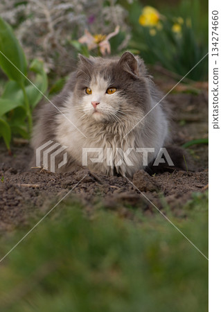 Cute cat in pet friendly garden concept photo. Pet safe non poisonous garden plants. 134274660