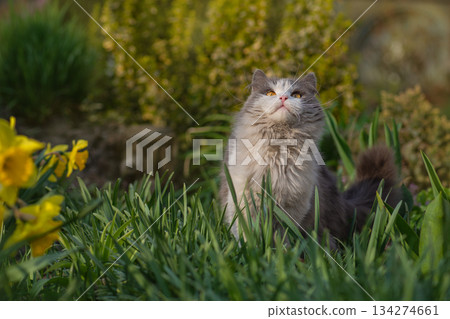 Letting cat outside for the a first time. Introduce cat to outside. 134274661