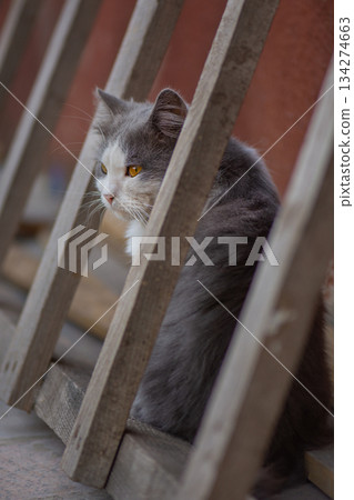 Village cat resting. Inquisitive adult village cat on farm. Village cat resting. Inquisitive adult village cat on farm. 134274663