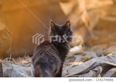 Pathetic homeless cat around looking for food. Rescue of pets. Stray hungry cats in the city Pathetic homeless cat around looking for food. Rescue of pets. Stray hungry cats in the city 134274666