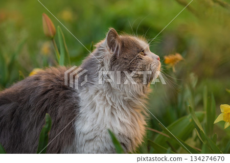 Cat with stress or discomfort in the garden. Excited cat is outside in the garden for the first time Cat with stress or discomfort in the garden. Excited cat is outside in the garden for the first time 134274670