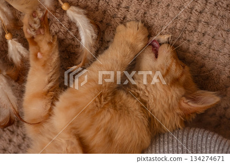 Playful, cunning ginger kitten is playing with a feather toy on a blanket on the sofa 134274671