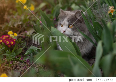 Letting cat outside for the a first time. Introduce cat to outside. 134274678