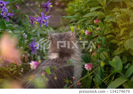 Creating a safe garden for walking pets. Cute cat in pet friendly garden concept photo. 134274679