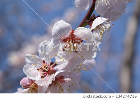 梅花 梅花 134274719