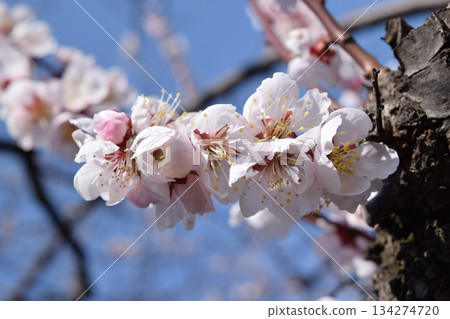 梅花 梅花 134274720