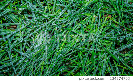 A close-up photograph of green grass covered in dew. The morning light highlights the water droplets on the grass, its vibrant texture, and its damp surface. A tranquil natural landscape. A close-up photograph of green grass covered in dew. The morning light highlights the water droplets on the grass, its vibrant texture, and its damp surface. A tranquil natural landscape. 134274793