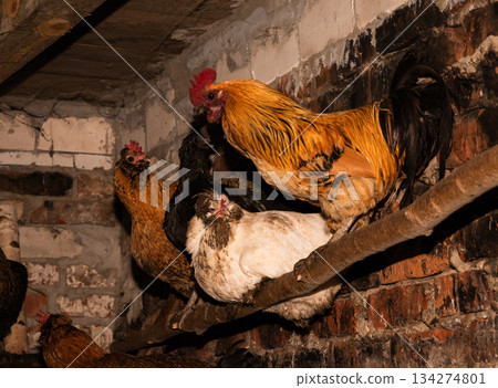 Chickens Roosting On Wooden Perch Inside Dim BrickWalled Henhouse, Mixed Rooster And Hen Flock Huddled On Beam Under Warm Amber Light, Straw Bedding Below, Textured Feathers And Weathered Wood, Quiet 134274801