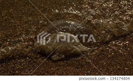 Jellyfish washed ashore lie translucent on the dark pebble beach, soft waves breaking against them. The jellyfish sparkle in the warm sunlight, revealing delicate marine life. Jellyfish washed ashore lie translucent on the dark pebble beach, soft waves breaking against them. The jellyfish sparkle in the warm sunlight, revealing delicate marine life. 134274804
