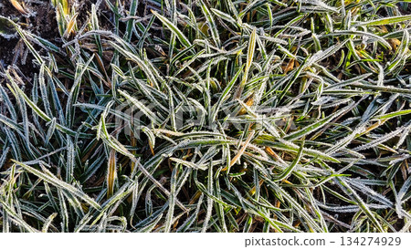 Frost-covered blades of grass glisten. A view of an icy morning. A macro shot of crystalline frost covering the green blades of grass. A calm, quiet scene, perfect for starting the winter mood. 134274929