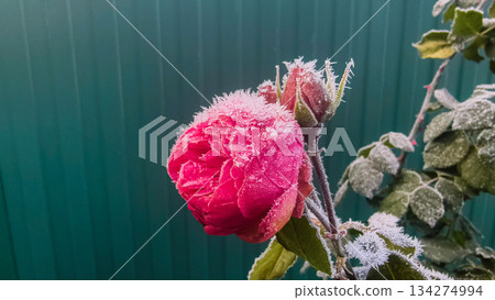 A frosty pink rose, covered in ice. Delicate petals edged with crystalline frost, against a green corrugated fence. Early morning light casts soft shadows, a chilly atmosphere, a solitary flower. 134274994