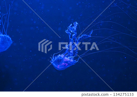 Chrysaora achlyos or black sea nettle jellyfish swim in blue water with illumination of aquarium 134275133