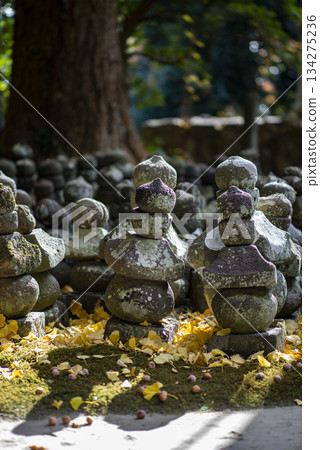 鎌倉 251128 杉本寺 4 黃葉 鎌倉 251128 杉本寺 4 黃葉 134275236