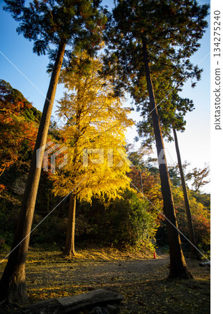 Kamakura 251128 Kenchoji Temple 3 Half-soubo and yellow leaves Kamakura 251128 Kenchoji Temple 3 Half-soubo and yellow leaves 134275240