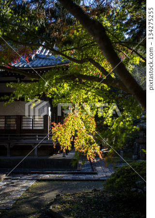 Kamakura 251128 Ankokuronji Temple 2 Autumn leaves Kamakura 251128 Ankokuronji Temple 2 Autumn leaves 134275255