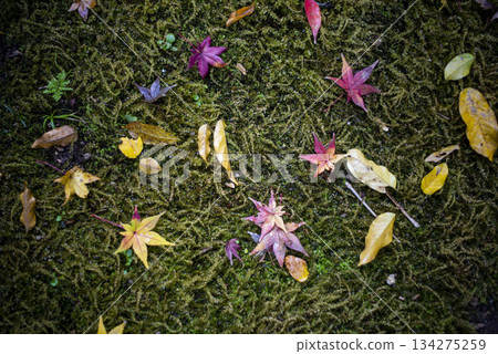 鎌倉 251128 安國論寺 6 秋葉 鎌倉 251128 安國論寺 6 秋葉 134275259