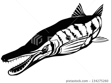 A cool but dangerous invasive fish, the alligator gar, cut-out illustration A cool but dangerous invasive fish, the alligator gar, cut-out illustration 134275260