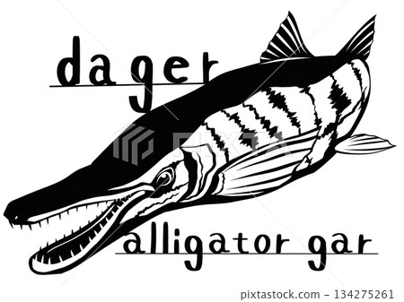 一張剪紙插圖，描繪了一種危險的古代魚類——鱷雀鱔，它長著一張類似鱷魚的臉。 134275261