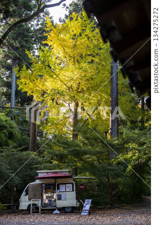 鎌倉 251127 淨智寺 黃葉 鎌倉 251127 淨智寺 黃葉 134275272