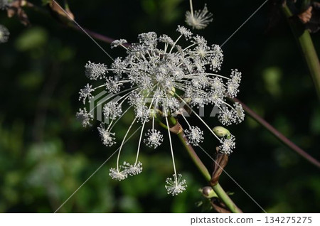 A beautiful compound umbel of white flowers radiating outwards, seen at Tsugaike in Shinshu. 134275275