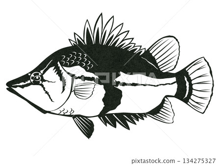 一幅用紙剪紙繪製的淡水礁魚插圖，這種魚善於偽裝。 134275327