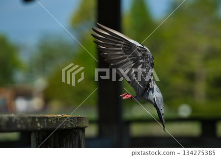 pigeon pigeon 134275385