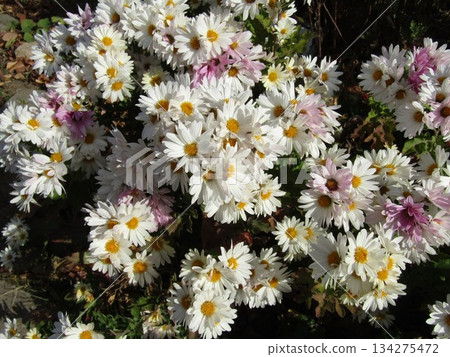 小島花園裡的白色菊花 小島花園裡的白色菊花 134275472