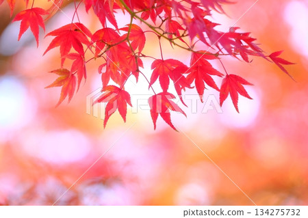 深紅色楓葉的特寫照片 134275732