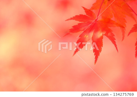 深紅色楓葉特寫 深紅色楓葉特寫 134275769