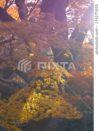 Jingu Art Museum Garden Autumn Leaves Jingu Art Museum Garden Autumn Leaves 134275858