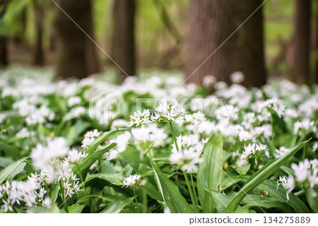 Wild garlic flowers growing in the spring forest. Ramson blossoms, seasonal background 134275889