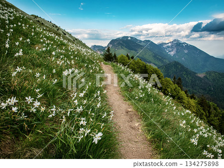 Beautiful mountain landscape with white daffodil narcissus flowers on Golica, Slovenia, at spring Beautiful mountain landscape with white daffodil narcissus flowers on Golica, Slovenia, at spring 134275898