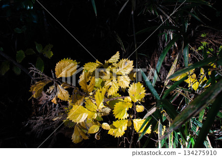 水楢木落葉 134275910