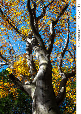 奧多摩山毛櫸 134275915