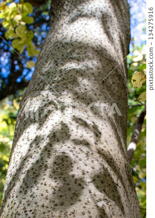 布納樹幹 布納樹幹 134275916