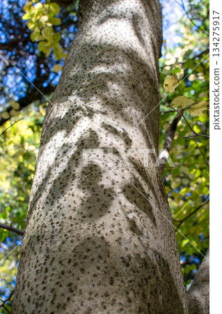 Buna trunk 134275917