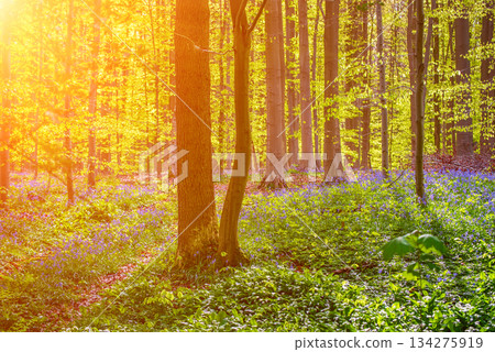 Blossoming lovely spring violet-blue forest flowers - common bluebells or hyacinthoides, Belgium Blossoming lovely spring violet-blue forest flowers - common bluebells or hyacinthoides, Belgium 134275919