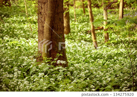 Stunning spring beech forest scene with loads of flowering ramsons - wild garlic 134275920