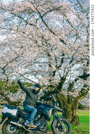 Spring cherry blossoms and motorcycles Spring cherry blossoms and motorcycles 134275922