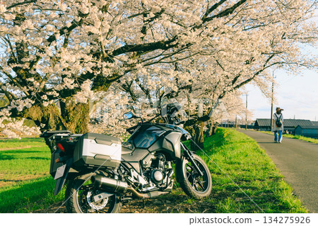 Spring cherry blossoms and motorcycles Spring cherry blossoms and motorcycles 134275926