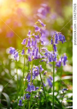 Blossoming lovely spring violet-blue flowers - common bluebells or hyacinthoides, Belgium Blossoming lovely spring violet-blue flowers - common bluebells or hyacinthoides, Belgium 134275928