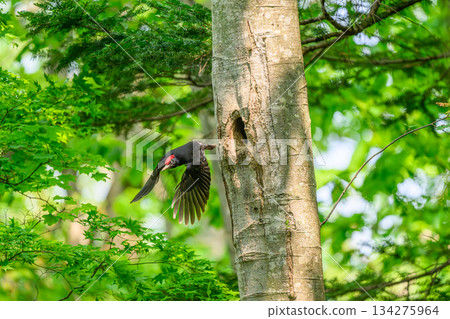 撫養孩子的黑啄木鳥 撫養孩子的黑啄木鳥 134275964