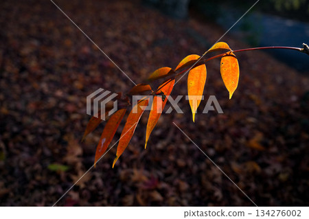 Jingu Art Museum Garden Autumn Leaves Jingu Art Museum Garden Autumn Leaves 134276002