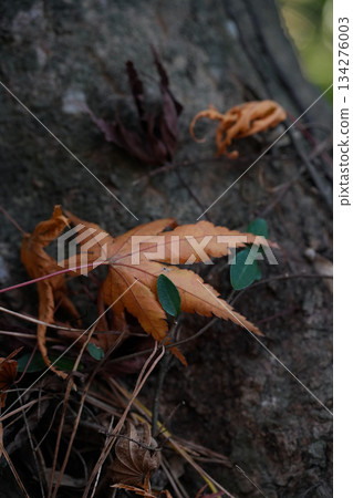 神宮美術館庭園秋葉 134276003